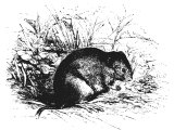 Field vole (Arvicola agrestis) Heb. `aKBaR, often translated `mouse` (Lev.11.29, 1Sam.6, Is.66.17)